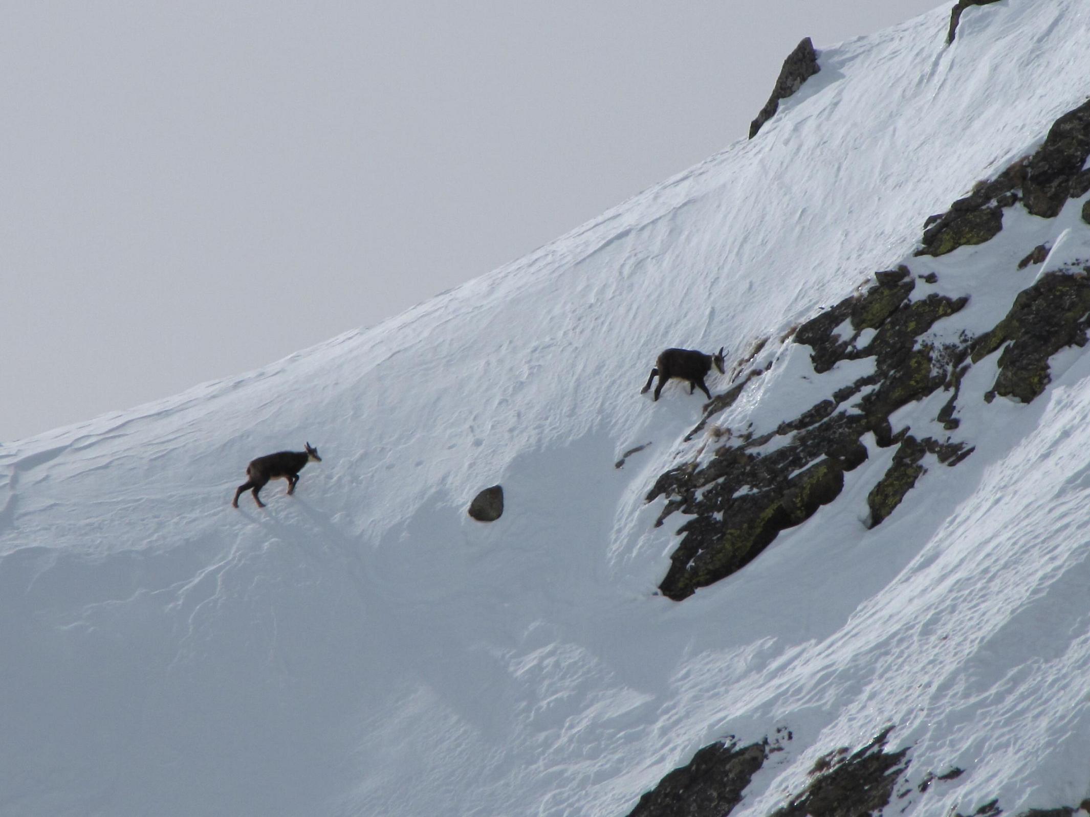 I camosci tornano a correre